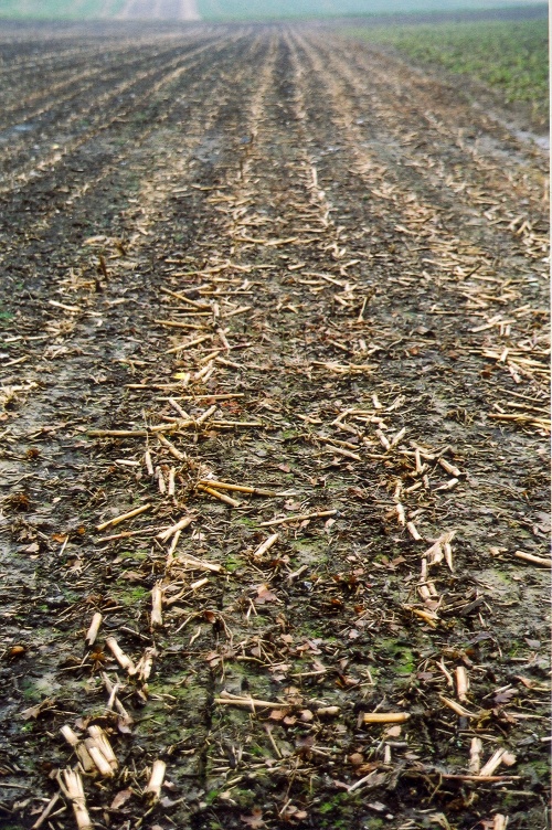 MulčIII autor Volker Prasuhn wiki commons.jpg