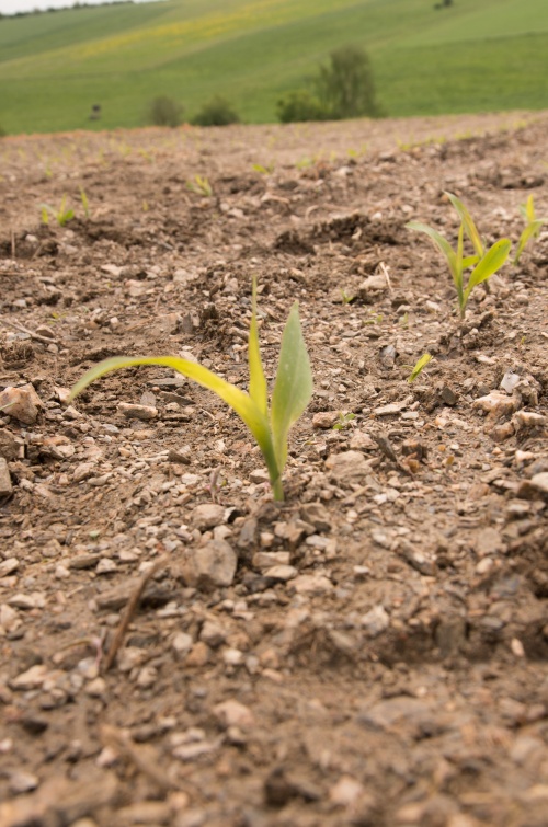 Puclice Simulator-0196.jpg