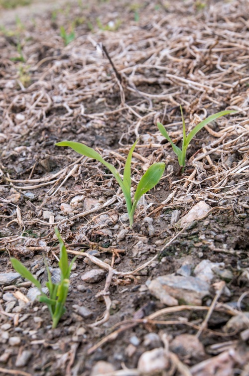 Puclice Simulator-0201.jpg