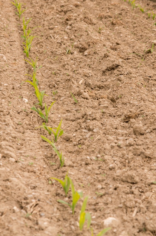 Puclice Simulator-0239.jpg