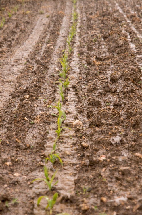 Puclice Simulator-0258.jpg