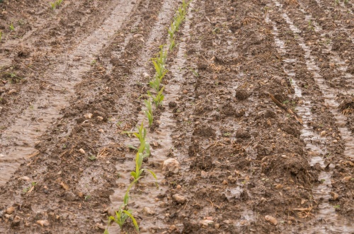 Puclice Simulator-0259.jpg