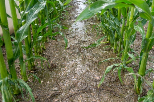 Puclice Zad 2-9603.jpg