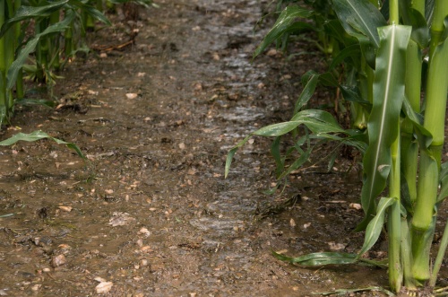 Puclice Zad 2-9612.jpg