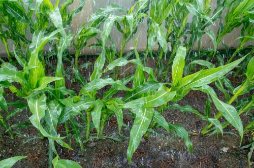 Puclice Zadest 2-9526.jpg