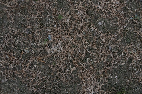 Puclice seti-8757.jpg